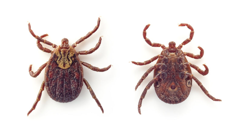 Lyme-Borreliose: Symptome, Diagnostik und Behandlung der häufigsten durch Zecken übertragenen Krankheit