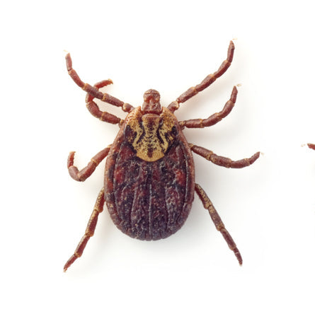 Borreliose-Antikörper-Labortest statt Schnelltest